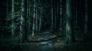 Night Forest background