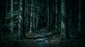 Demon Slayer — Night Forest