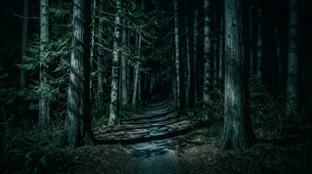 Demon Slayer — dense night cedar forest path