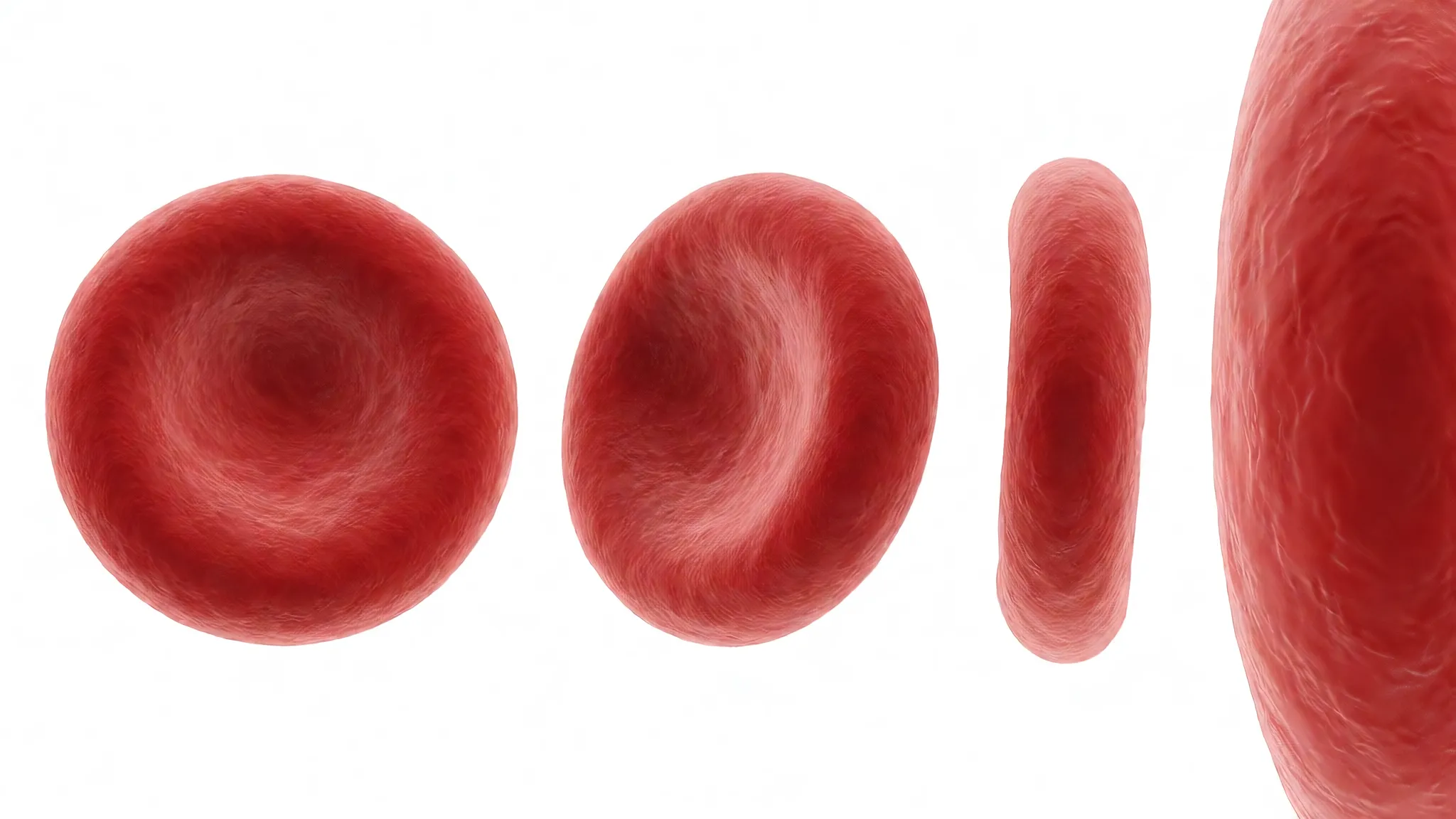 Image de référence — planche studio à quatre vues de l'unique globule rouge